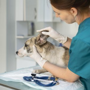 close-up-veterinarian-taking-care-dog-2