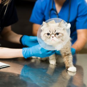 Cute persian cat with a recovery cone after a surgery at the veterinarian. Woman and man vet putting a bandage on a sick fluffy pet at the animal clinic