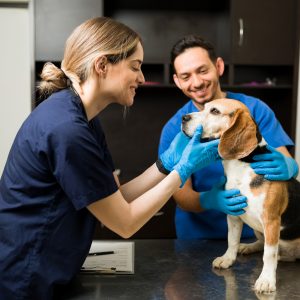 Happy female vet smiling and petting a beautiful beagle dog at the exam table. Professional veterinarian man holding a pet while examining a healthy pet at the clinic