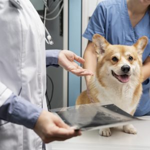 veterinarian-taking-care-pet-dog